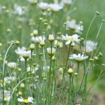 Youth urged to venture into pyrethrum farming