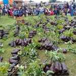 Farmers in Kuresoi South and Kuresoi North Subcounties receive avocado seedlings