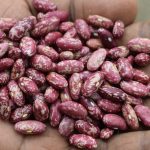 Nakuru Collaborates with Kenya Agricultural and Livestock Research Organization (KALRO) to Promote Nyota Bean Farming