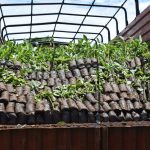 Nakuru County receives 30,000 avocado seedlings from the National Government's State Department of Crops