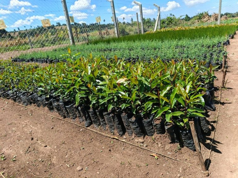 Tree Planting Seedlings