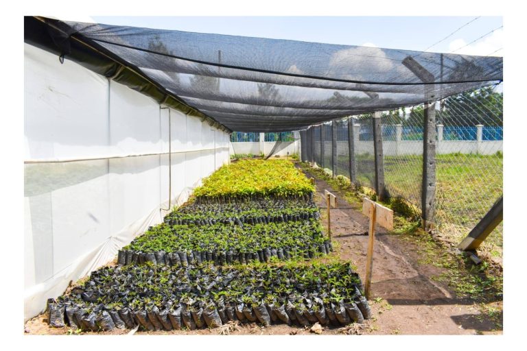 Tree Planting seedlings 2